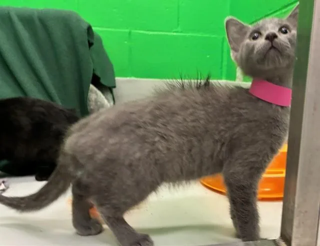 A baby small-sized female Domestic Short Hair cat named Scout for adoption in Peoria, IL