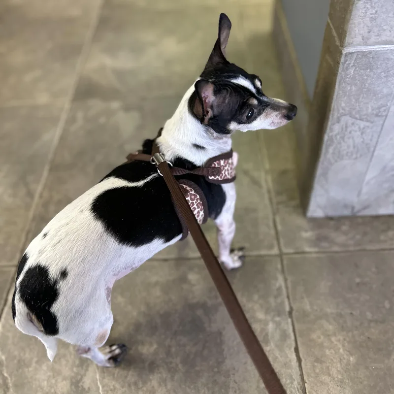 A senior small-sized female Harlequin Chihuahua dog named Chiquita for adoption in Seguin, TX