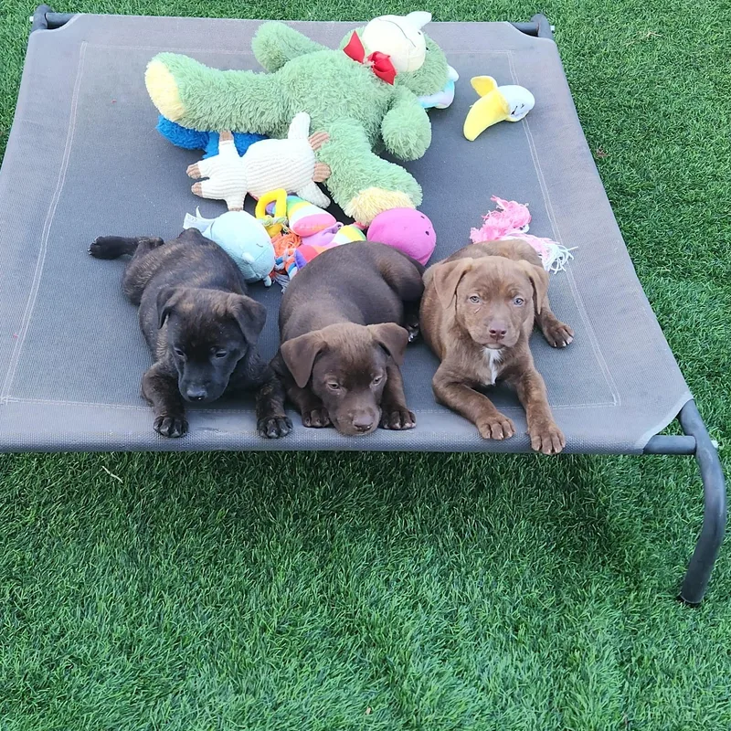 Cocoa Bean! thumbnail 4