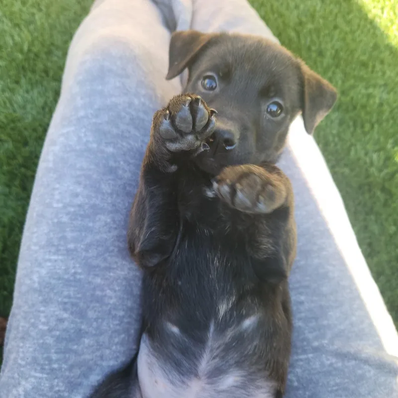 Cocoa Bean! thumbnail 5