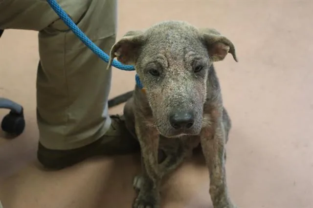 A baby medium-sized male Mixed Breed dog named Hatch for adoption in Columbia, SC