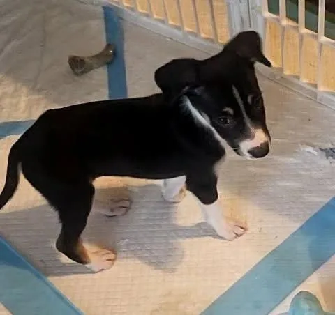 A baby small-sized female Bluetick Coonhound dog named Adrian for adoption in Colorado Springs, CO