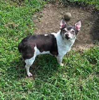 A senior small-sized male Black Chihuahua dog named Buddy for adoption in North Little Rock, AR