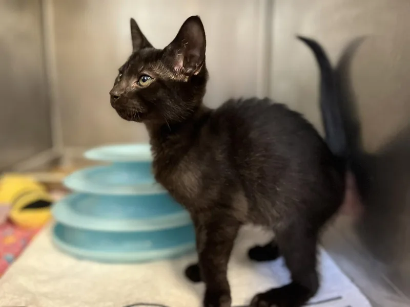 A baby medium-sized female Black Domestic Short Hair cat named Sherlock for adoption in Hilton Head Island, SC