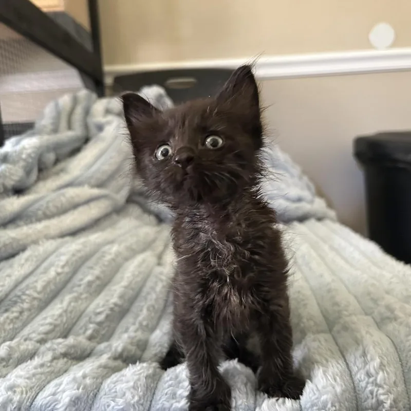 A baby small-sized male Domestic Medium Hair cat named Sweetie for adoption in Lake Panasoffkee, FL