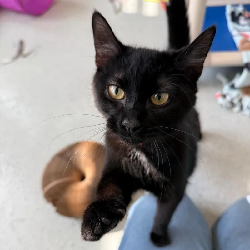 A young medium-sized female Black Domestic Medium Hair cat named Kittles for adoption in Chicago, IL