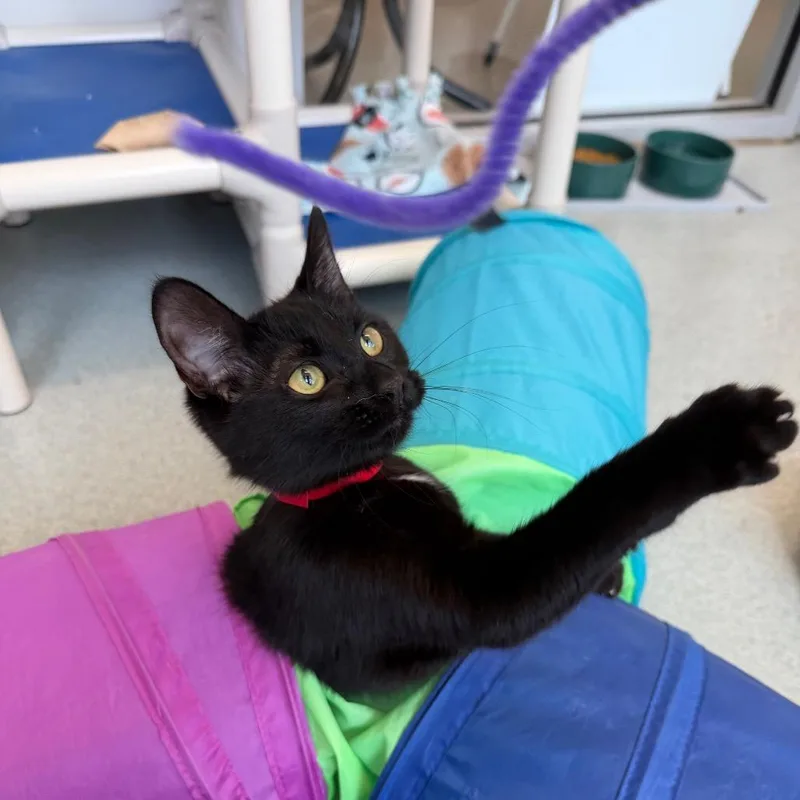 Kittles thumbnail 2
