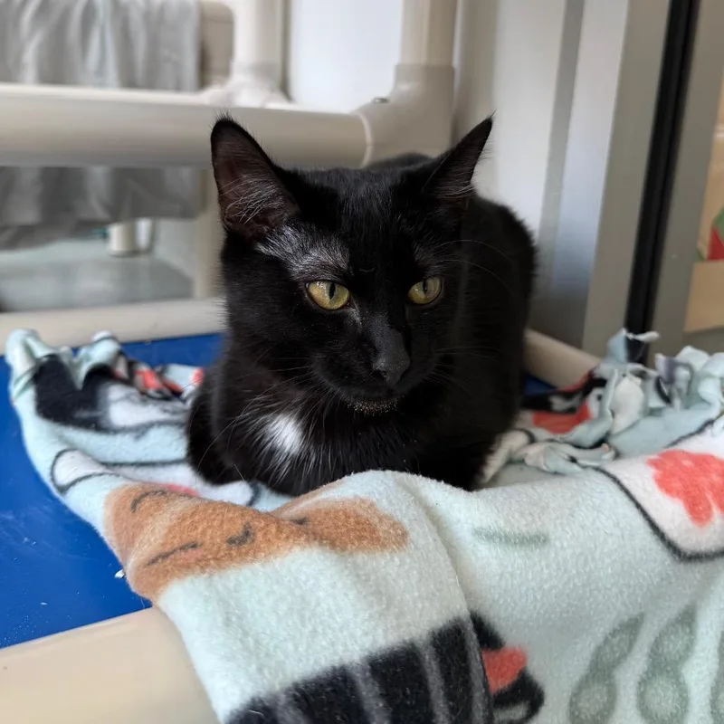 Kittles thumbnail 3