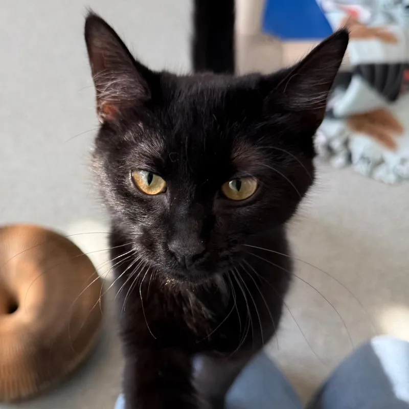 Kittles thumbnail 4