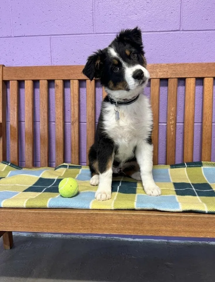 A baby medium-sized female Border Collie dog named Jada for adoption in North Prairie, WI