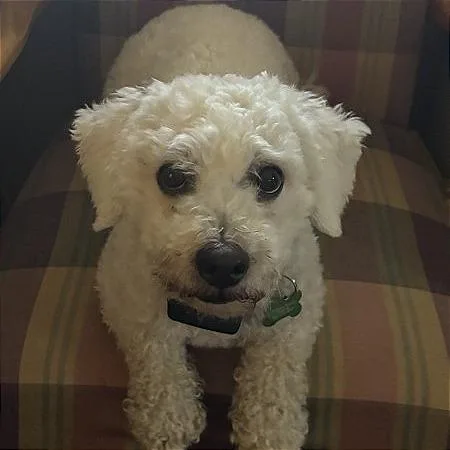 An adult small-sized male White / Cream Maltese dog named Mycroft for adoption in Crystal, MN