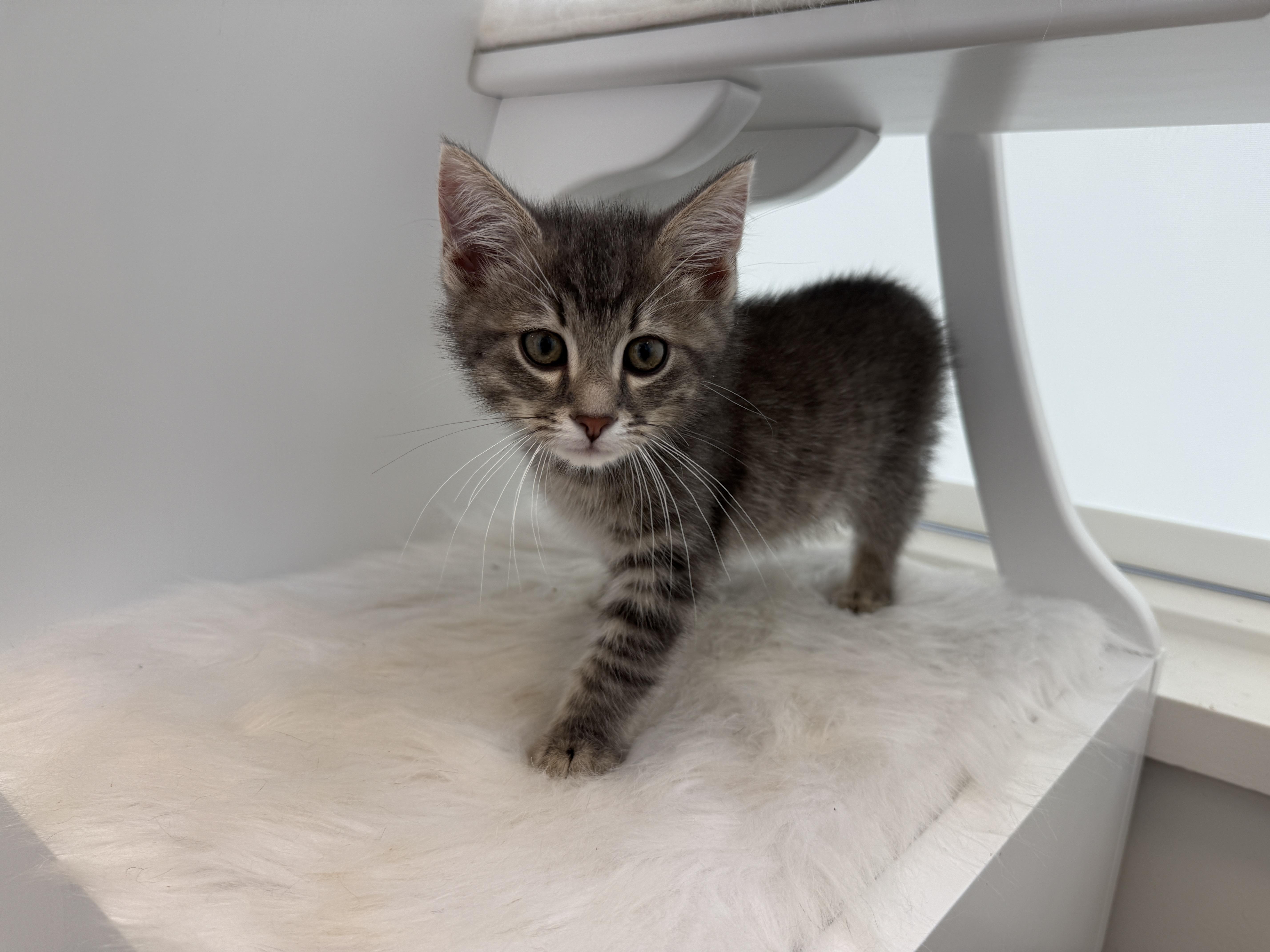 A baby medium-sized male Domestic Medium Hair cat named Kj for adoption in Evanston, IL