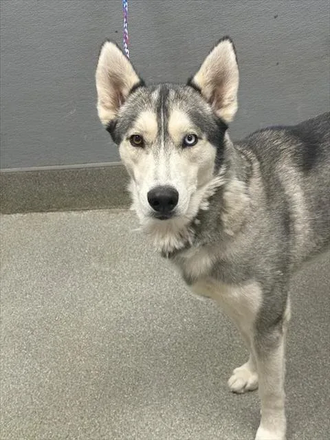 An adult medium-sized male Siberian Husky dog named Post Malone for adoption in Las Vegas, NV