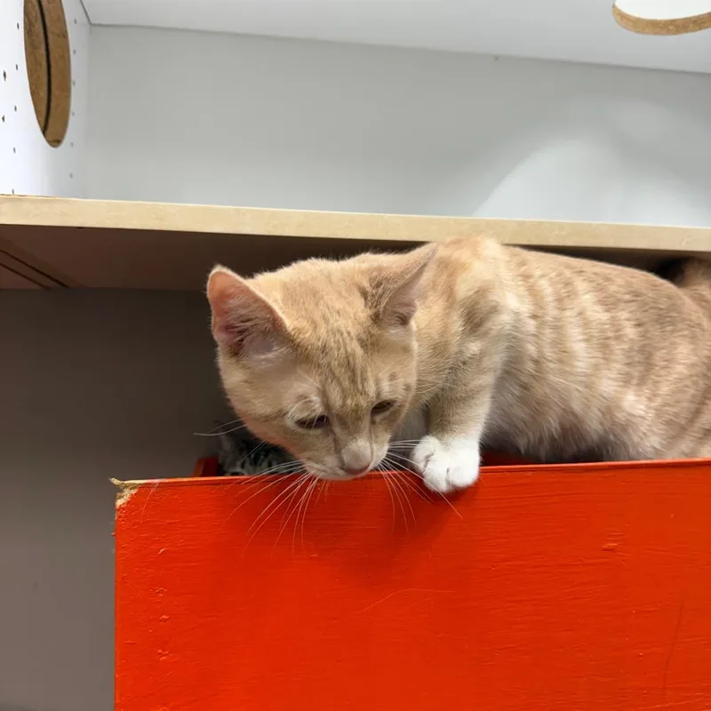 A young medium-sized male Buff / Tan / Fawn Domestic Short Hair cat named Stetson for adoption in Westminster, CA