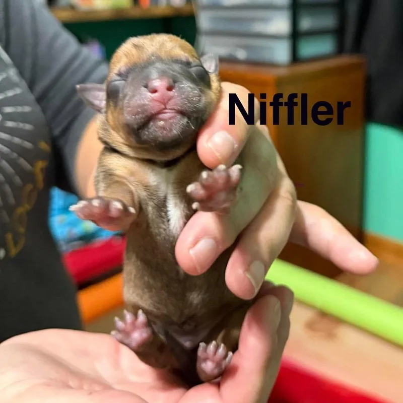 A baby small-sized male Mixed Breed dog named Niffler. for adoption in Spring Hill, KS