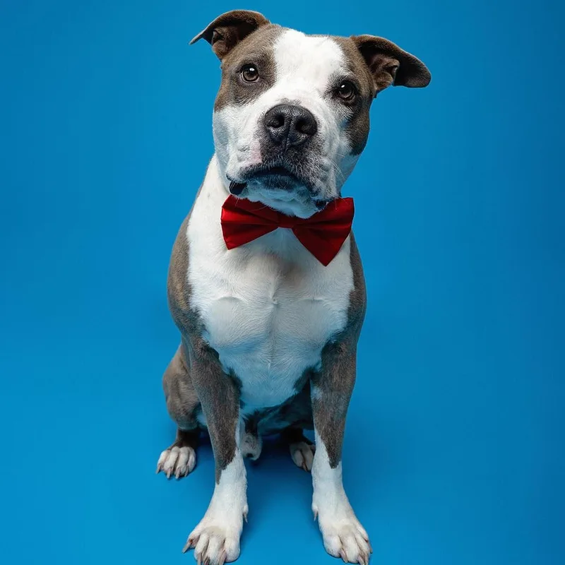 An adult medium-sized male White / Cream Pit Bull Terrier dog named Chip for adoption in Mooresville, NC