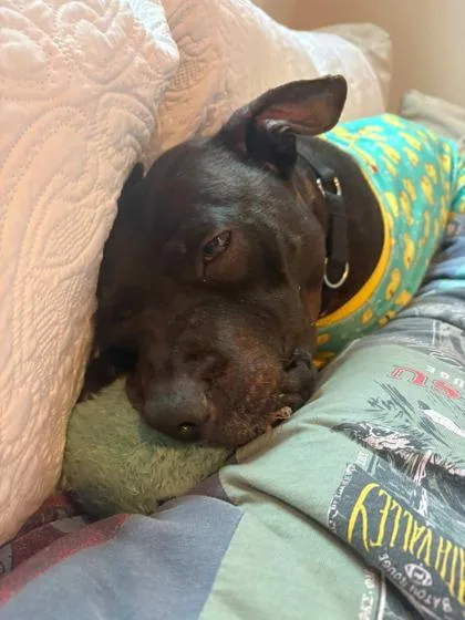 A senior large-sized male Mixed Breed dog named Savvy for adoption in West Chester, PA