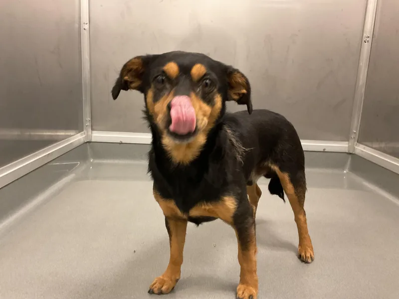 An adult small-sized male Chihuahua dog named Uno for adoption in Ontario, CA