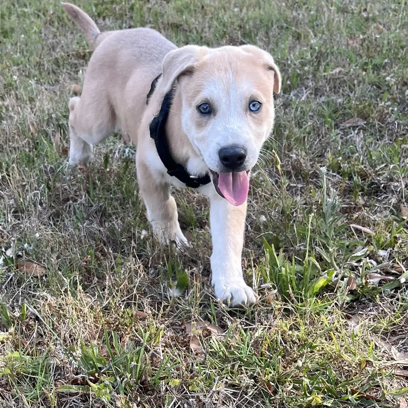 A baby medium-sized male Apricot / Beige Husky dog named Bailey for adoption in Hilton Head Island, SC