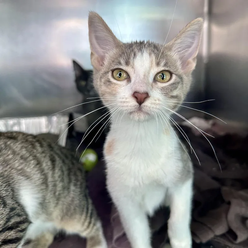 A baby small-sized female Torbie Domestic Short Hair cat named Sun for adoption in Matteson, IL