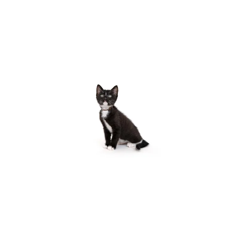 A baby small-sized male Black Domestic Short Hair cat named Rhine for adoption in Playa Vista, CA