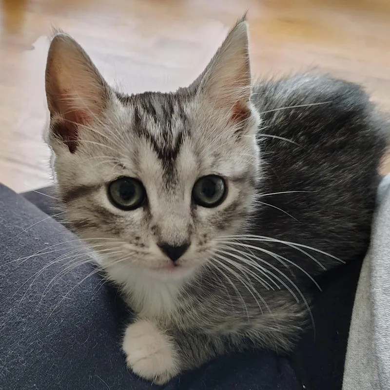 A baby small-sized female Domestic Short Hair cat named Daisy for adoption in Cumming, GA