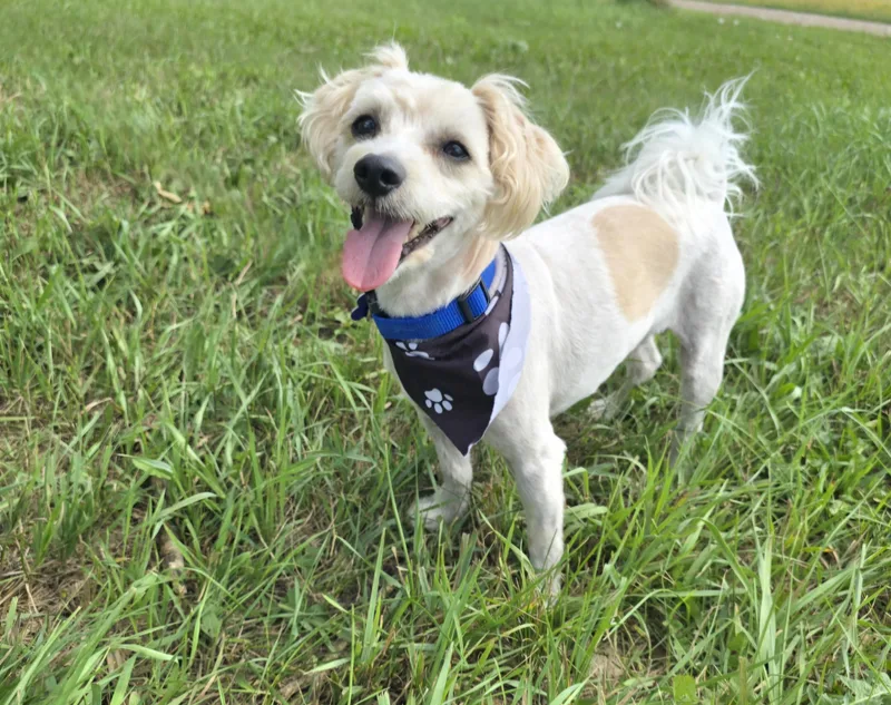 A senior small-sized male Apricot / Beige Shih Tzu dog named Chewie for adoption in Jamestown, ND