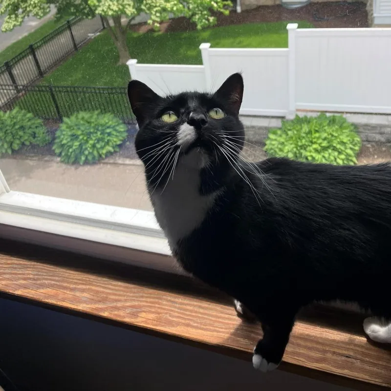 A senior medium-sized male Black Domestic Short Hair cat named Marley & Rae for adoption in Ashland, MA