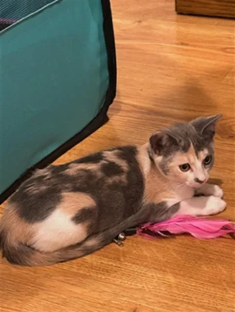 A baby small-sized female Domestic Short Hair cat named Callie for adoption in San Jose, CA