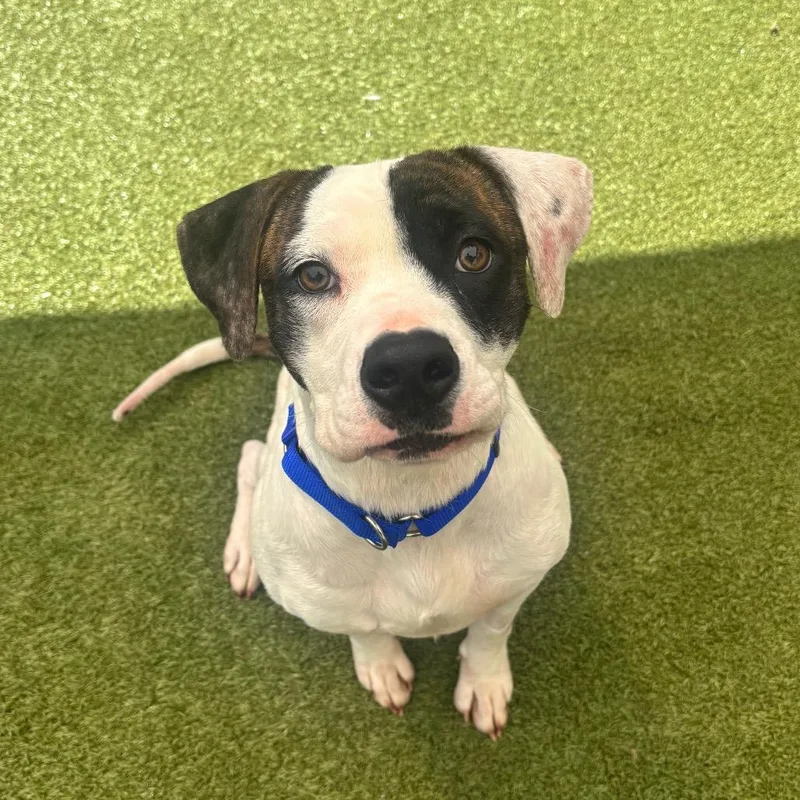 A young medium-sized female White / Cream Mixed Breed dog named Jenni for adoption in Titusville, FL