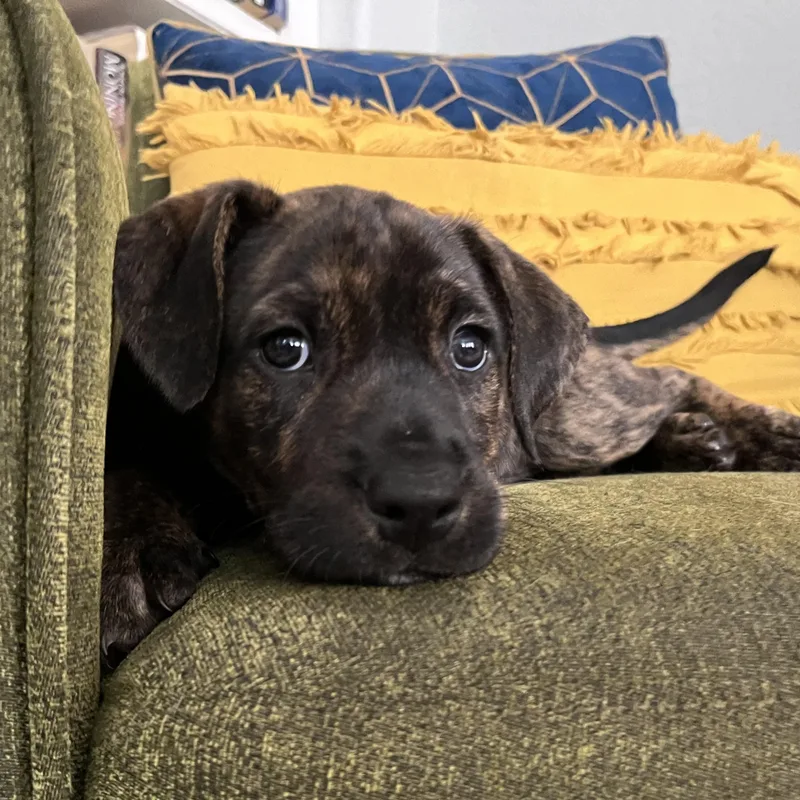 A baby medium-sized female Brown / Chocolate Pit Bull Terrier dog named Olive Forestry for adoption in Friendswood, TX