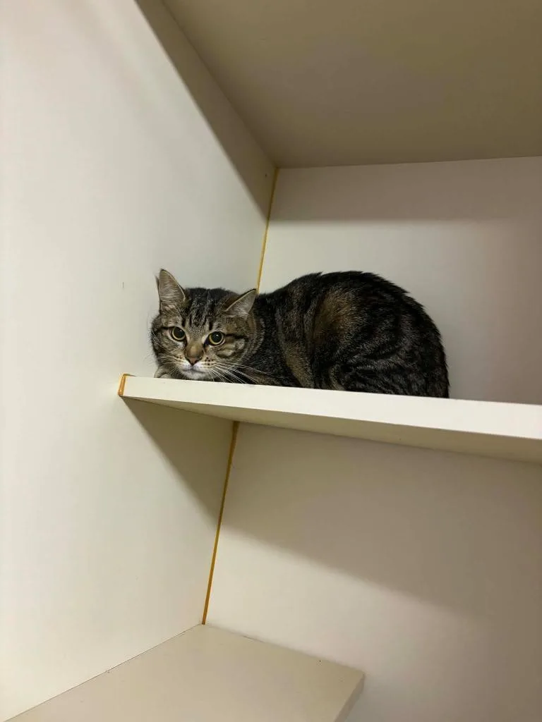 A young medium-sized female Domestic Short Hair cat named Big Eyes for adoption in Sorrento, LA
