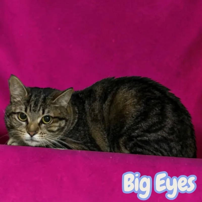 Big Eyes thumbnail 3