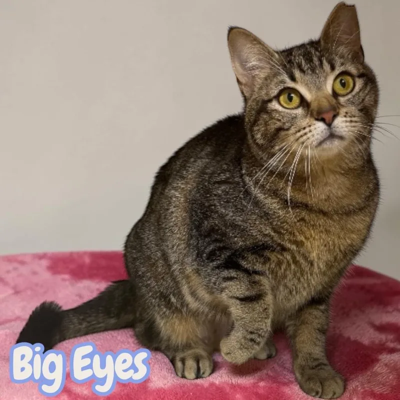 Big Eyes thumbnail 4