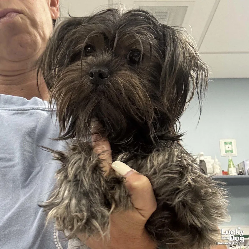 A young small-sized female Shih Tzu dog named Coco for adoption in Washington, DC