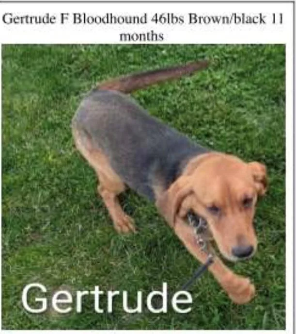 A young medium-sized female Tricolor (Brown, Black, & White) Bloodhound dog named Gertrude for adoption in Washington, NJ