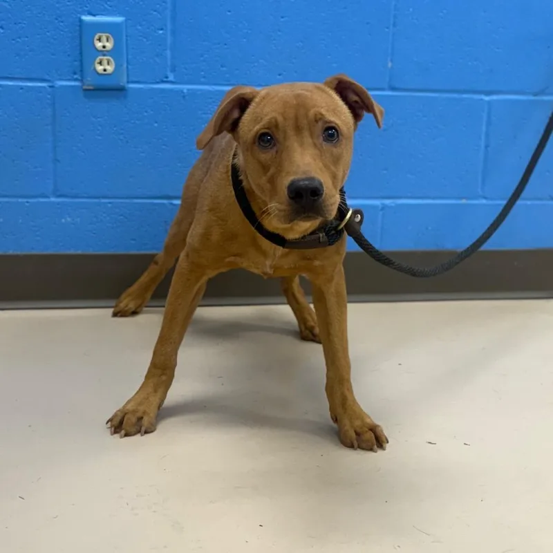A young medium-sized male Red / Chestnut / Orange Mixed Breed dog named Wyatt Earp for adoption in Pine Bluff, AR