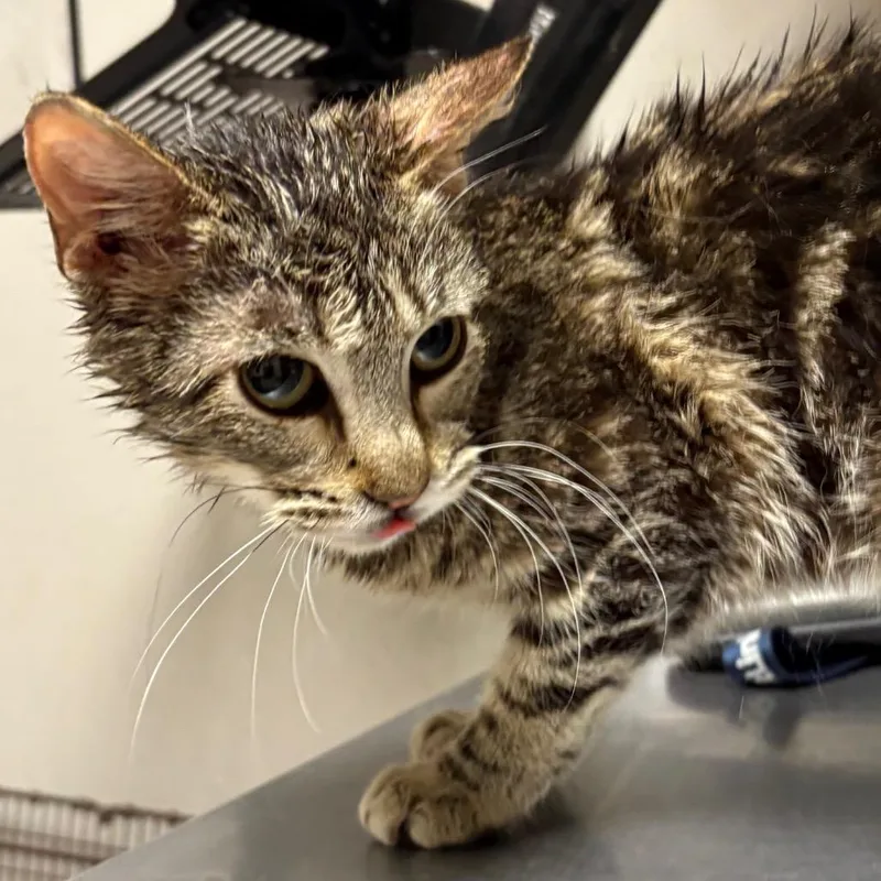 An adult small-sized male Brown / Chocolate Domestic Short Hair cat named Smalls for adoption in Yuma, AZ