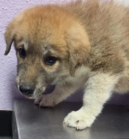 A baby small-sized female German Shepherd Dog dog named 61761784 for adoption in El Paso, TX