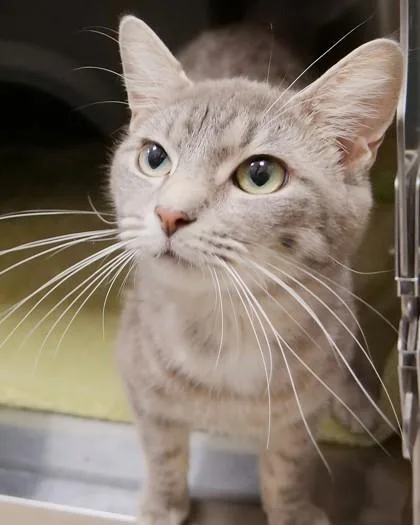 An adult small-sized female Domestic Short Hair cat named Sun for adoption in Fishers, IN