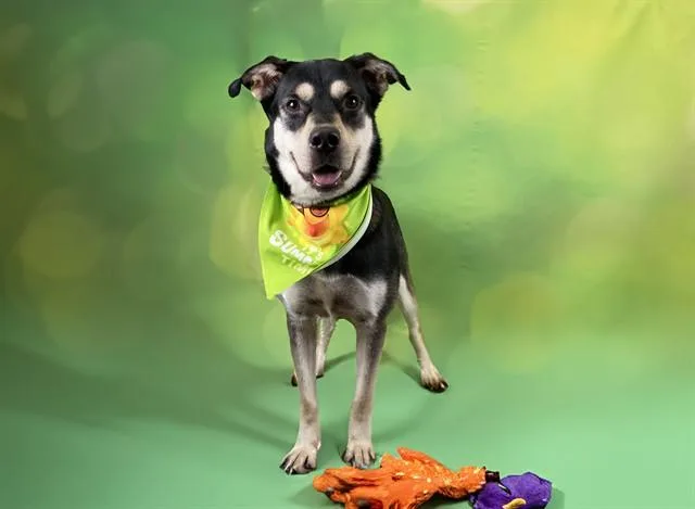 A young medium-sized male German Shepherd Dog dog named Ranger for adoption in Fort Lauderdale, FL