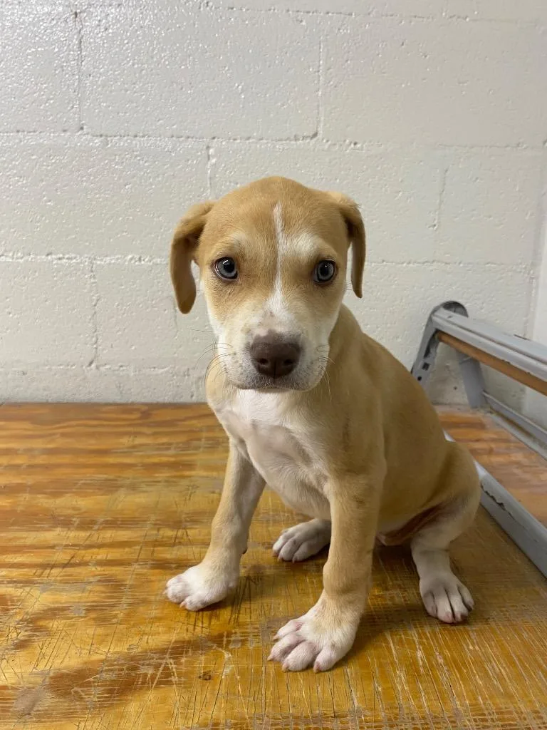 A baby large-sized female Pit Bull Terrier dog named Milly for adoption in Cartersville , GA