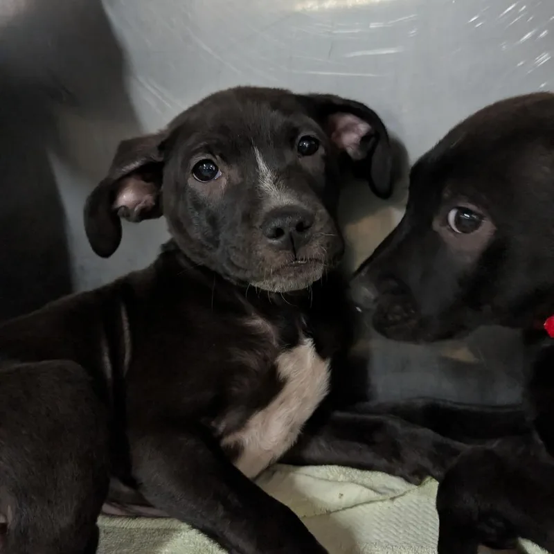 A baby medium-sized female Black Labrador Retriever dog named Shock for adoption in Jefferson city, TN