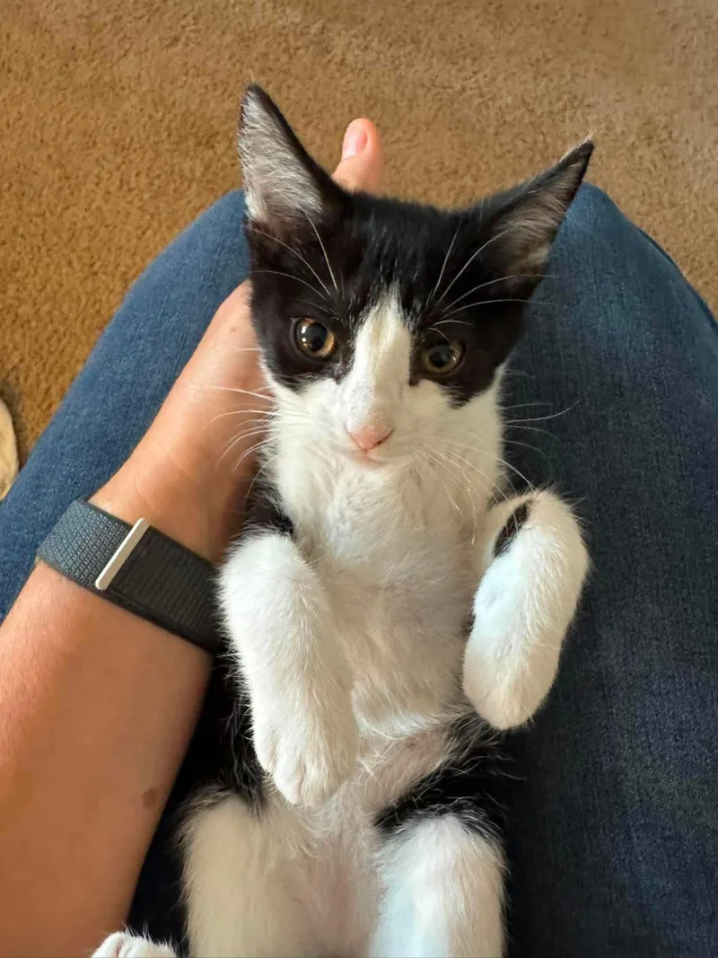 A baby medium-sized female Black & White / Tuxedo Domestic Short Hair cat named Pedal for adoption in Minneapolis, MN
