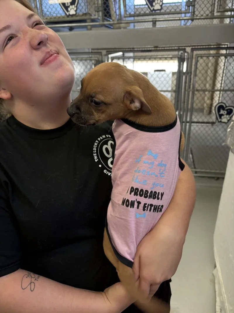 A baby medium-sized female Black Pit Bull Terrier dog named Nani for adoption in Ashland, VA