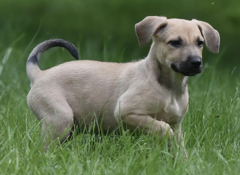 A baby medium-sized female Terrier dog named Sanabelle for adoption in Mechanicsburg, PA