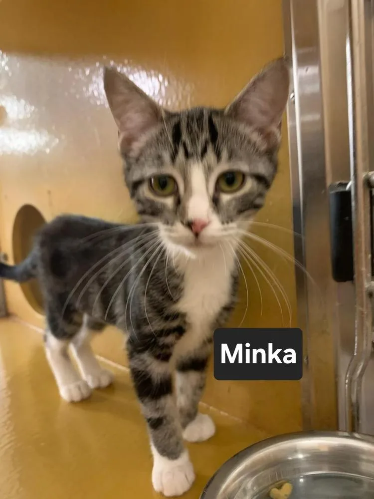 A baby small-sized female Gray / Blue / Silver Domestic Short Hair cat named Minka for adoption in Wilson, NC
