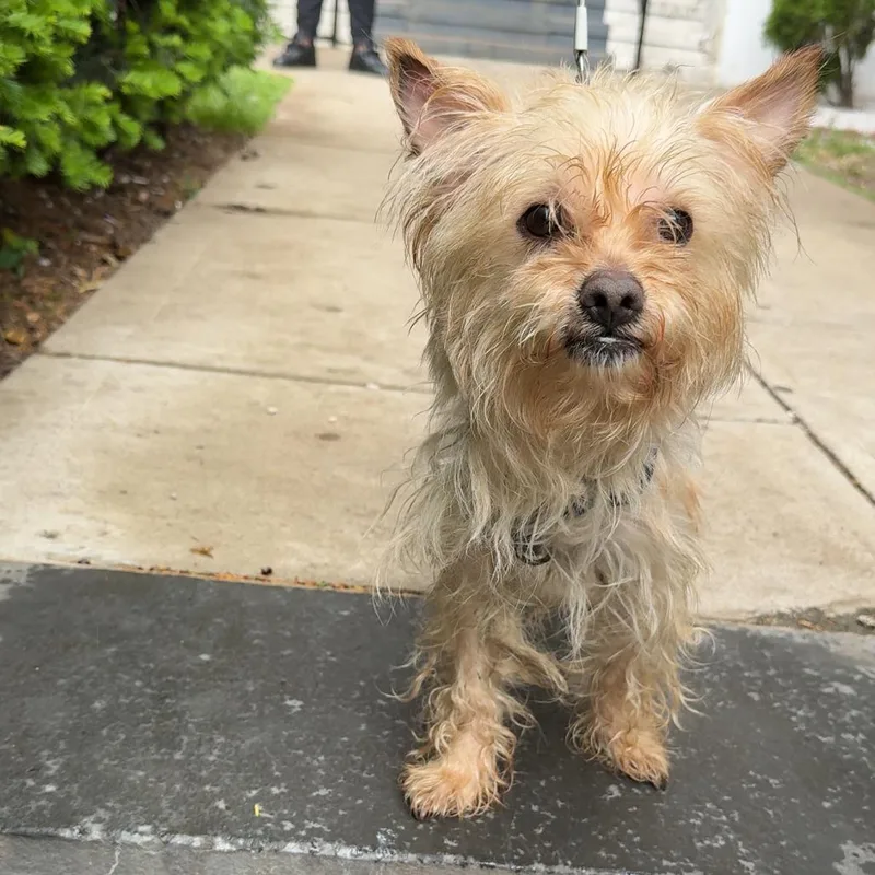 A senior small-sized male White / Cream Terrier dog named Apple for adoption in Newark, NJ