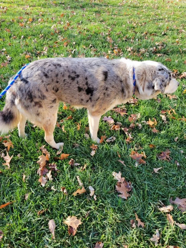 An adult medium-sized female Australian Shepherd dog named Lylah for adoption in Indianapolis, IN