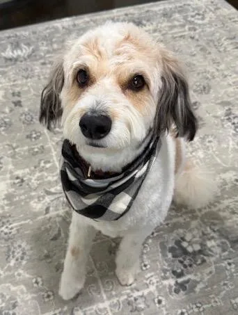 An adult medium-sized male White / Cream Aussiedoodle dog named Tucker for adoption in Grapevine, TX